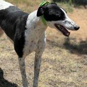 Romantic Secret (Patch), ADOPTABLE, Adult Male Greyhound.