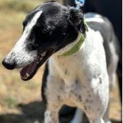 Romantic Secret (Patch), a ADOPTABLE Greyhound in North Port, FL image 2/2