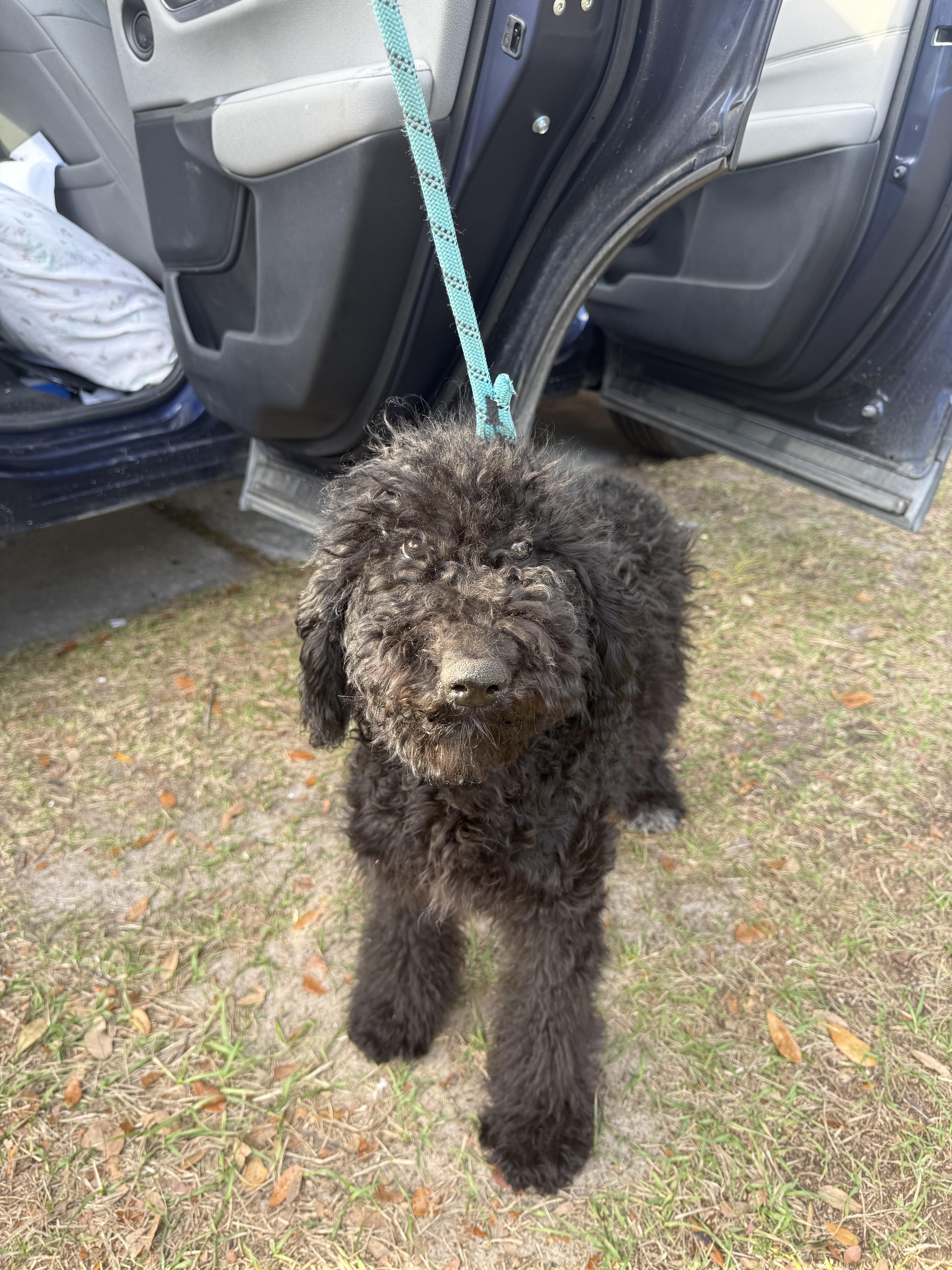 Enlarge Coco, an adopted mixed breed in Tampa, FL image 5/5