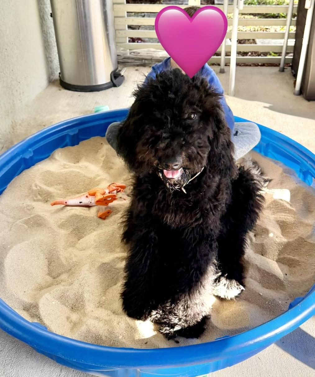 Enlarge Coco, an adopted mixed breed in Tampa, FL image 2/5