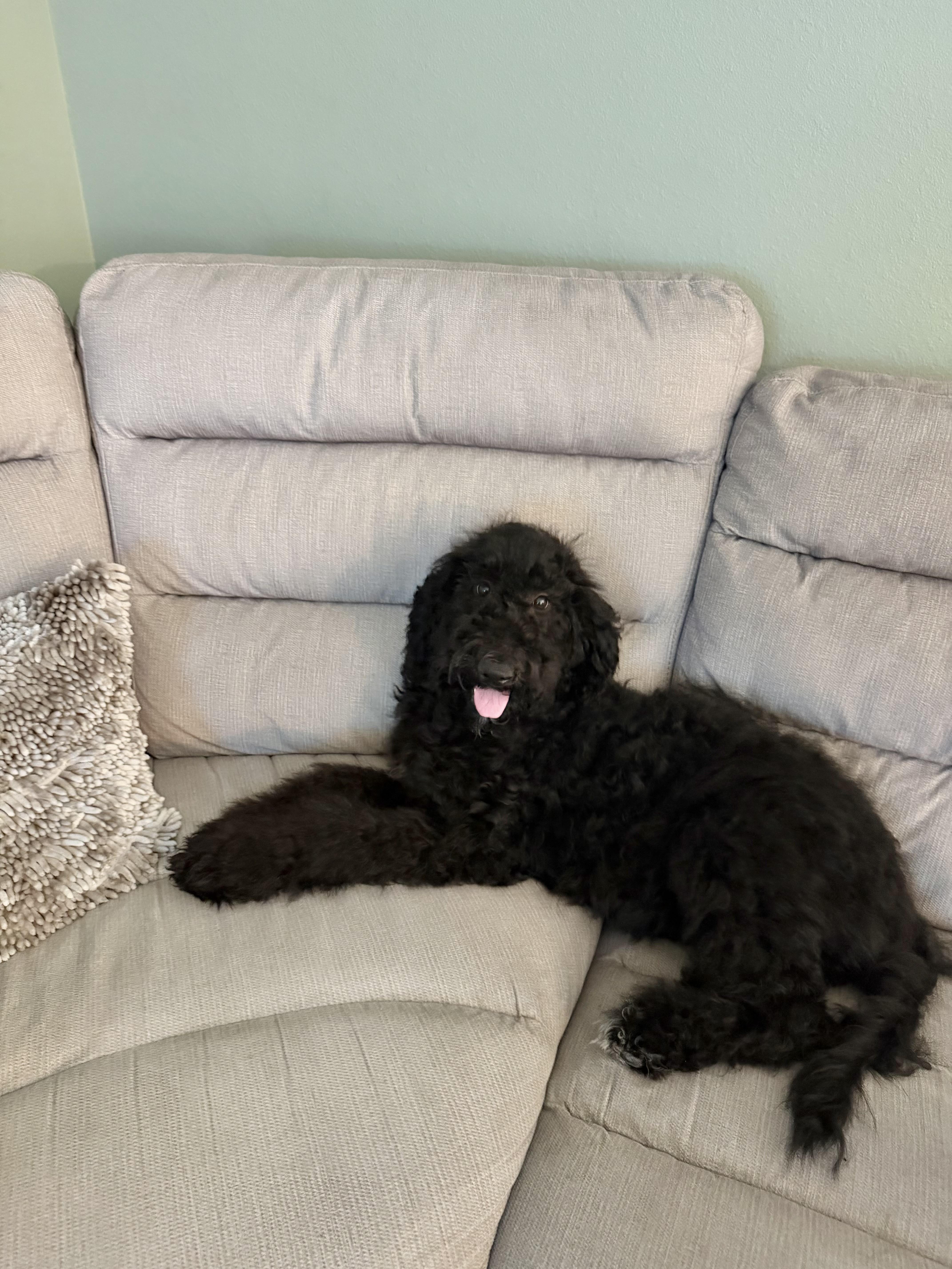 Coco, adopted, Puppy Female Bernadoodle & Goldendoodle.