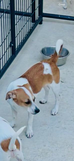 DADDY, Adoptable, Adult Male Jack Russell Terrier & Chihuahua.