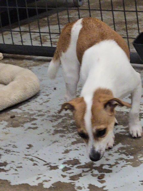 Enlarge DADDY, a Adoptable mixed breed in Lakeway, TX image 2/2