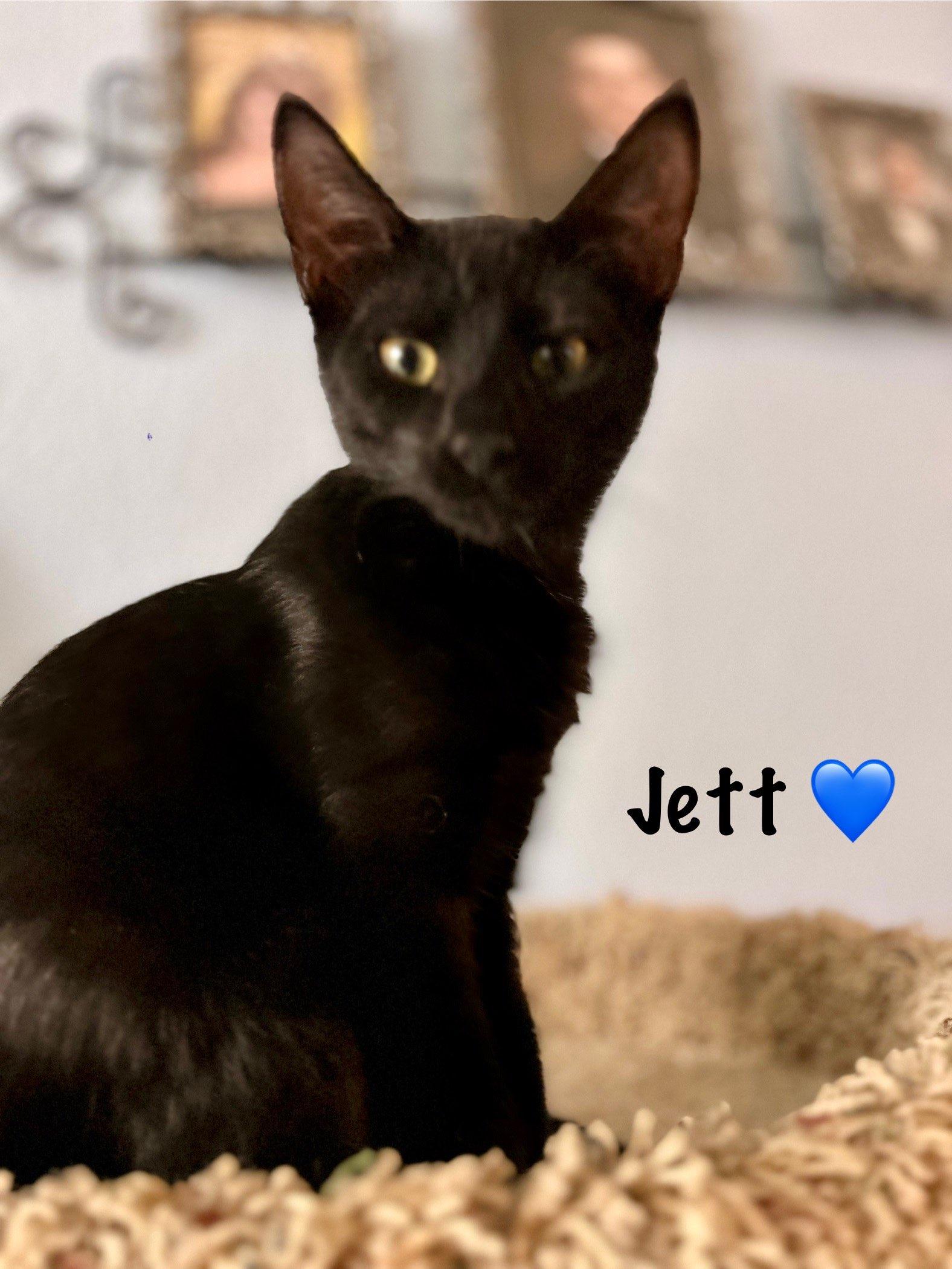 Jett, Adoptable, Young Male Domestic Short Hair.