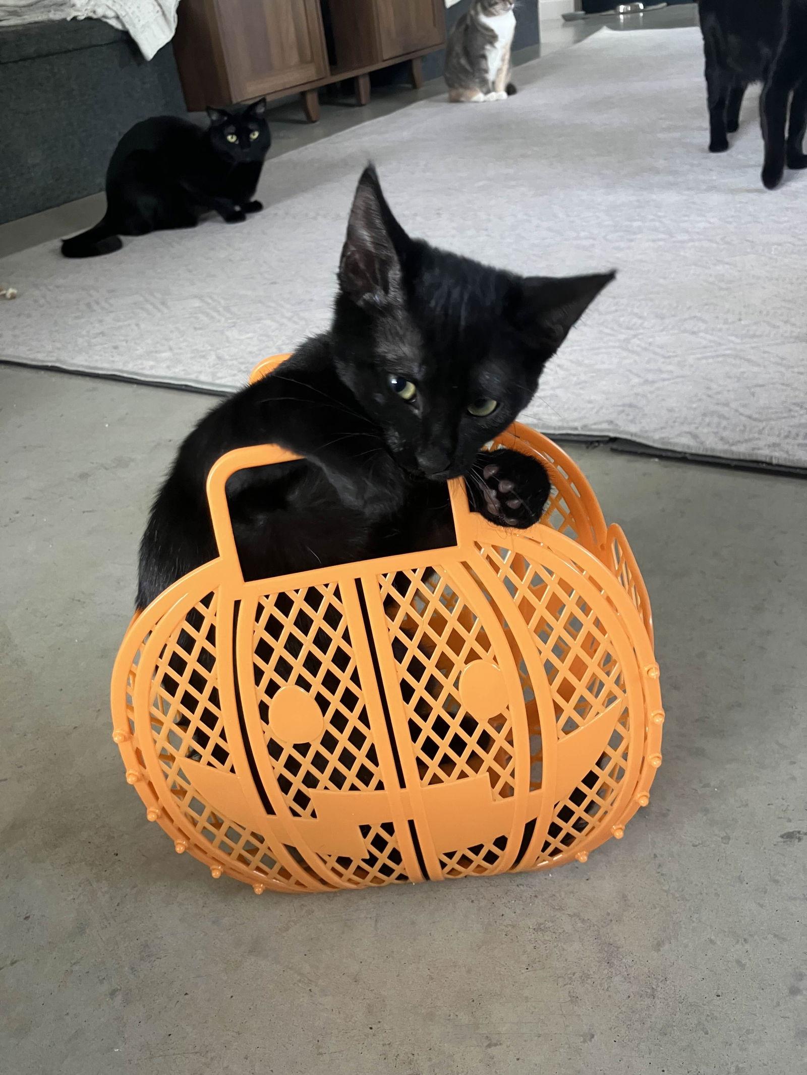 Enlarge Jett, a Adoptable Domestic Short Hair in Fort Worth, TX image 2/3