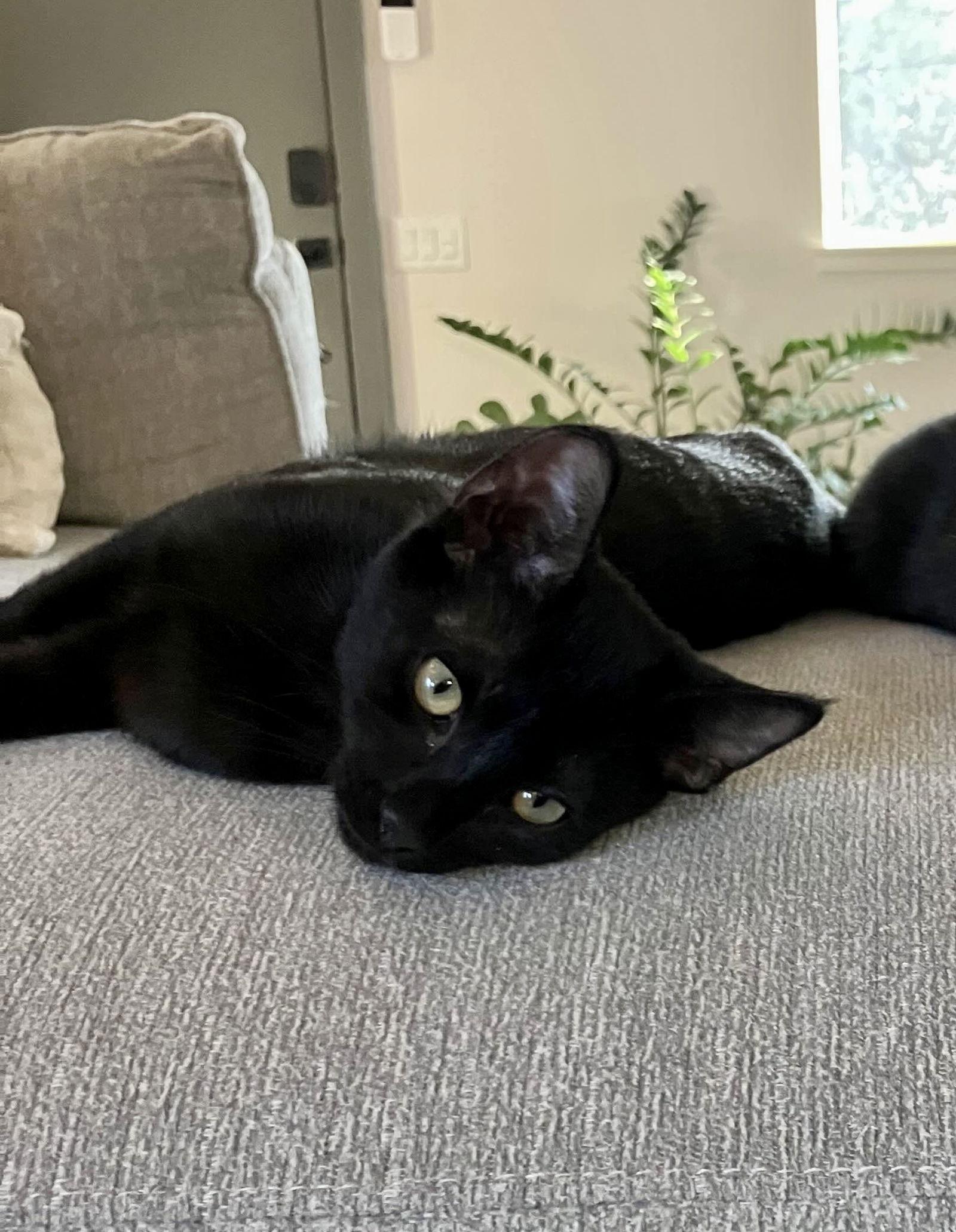 Enlarge Jett, a Adoptable Domestic Short Hair in Fort Worth, TX image 3/3