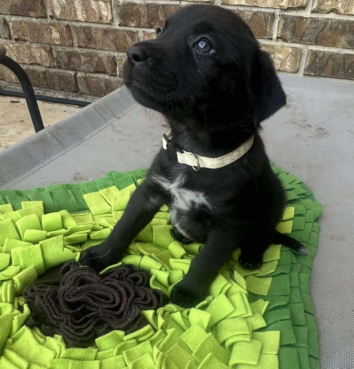 Etta Place, Adoptable, Puppy Female Labrador Retriever.