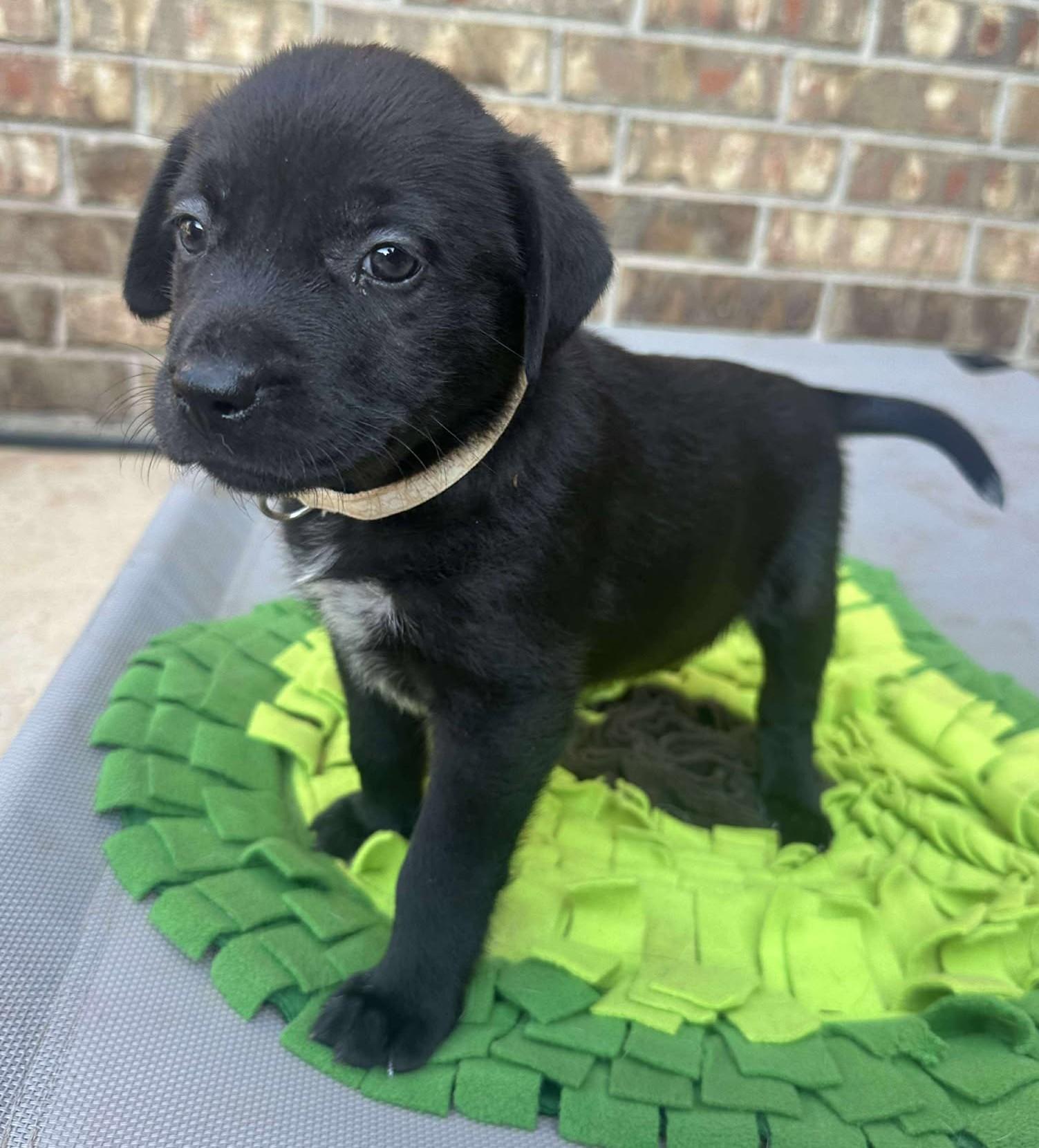 Etta Place, a Adoptable mixed breed in Kiowa, OK image 2/6