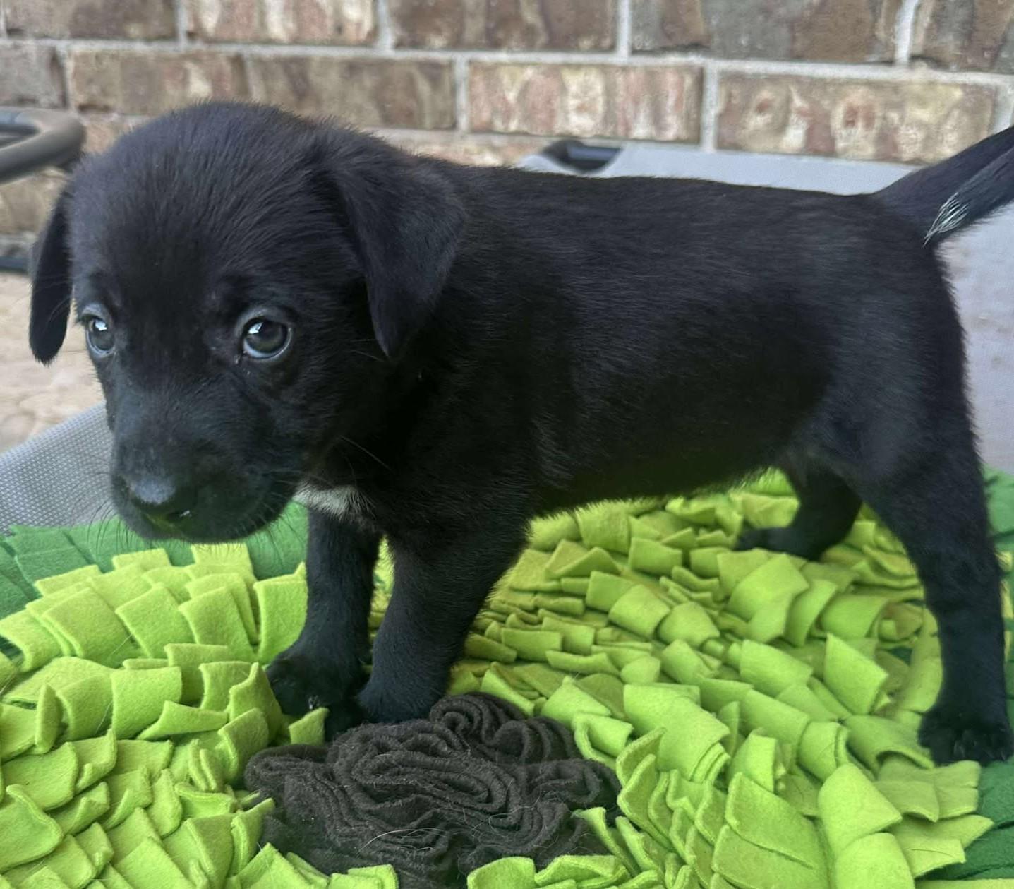 Etta Place, a Adoptable mixed breed in Kiowa, OK image 3/6