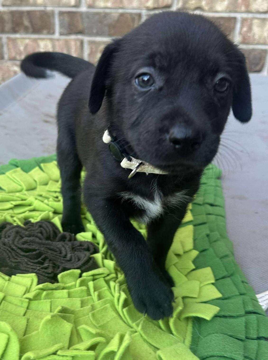 Etta Place, a Adoptable mixed breed in Kiowa, OK image 4/6