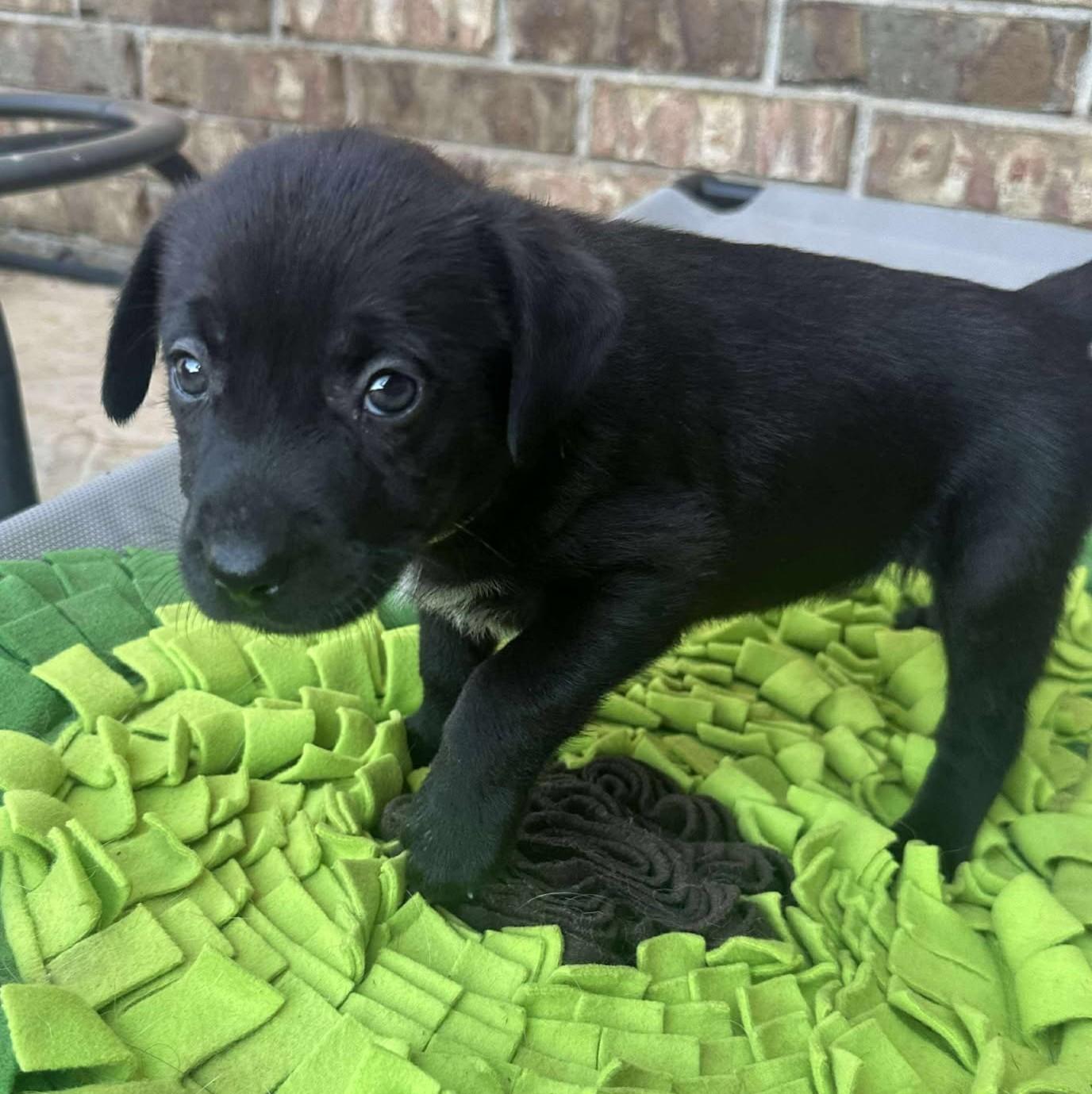 Etta Place, a Adoptable mixed breed in Kiowa, OK image 6/6