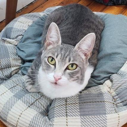 Xena, Adoptable, Adult Female Domestic Short Hair.