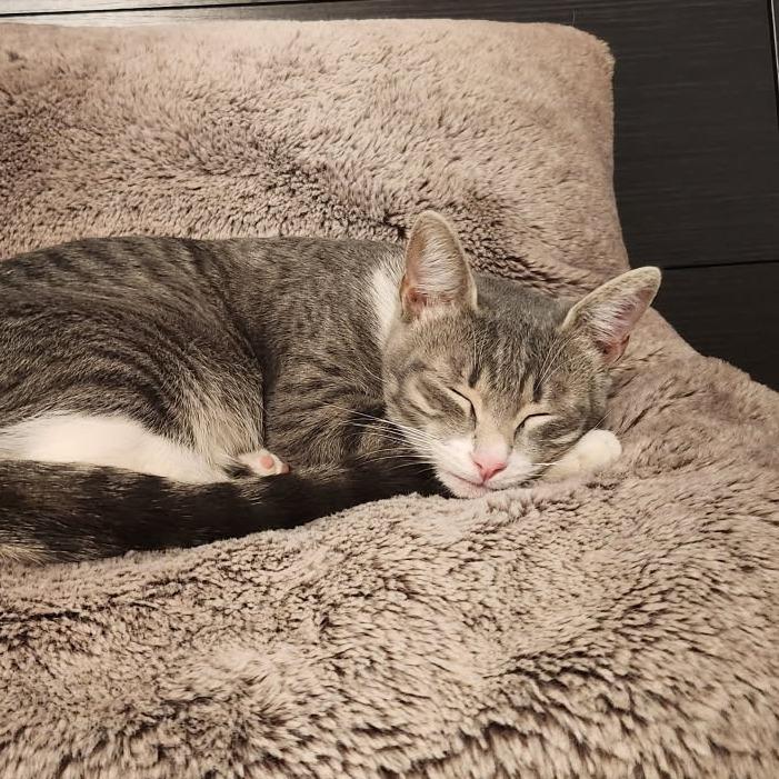 Enlarge Xena, a Adoptable Domestic Short Hair in Houston, TX image 2/6