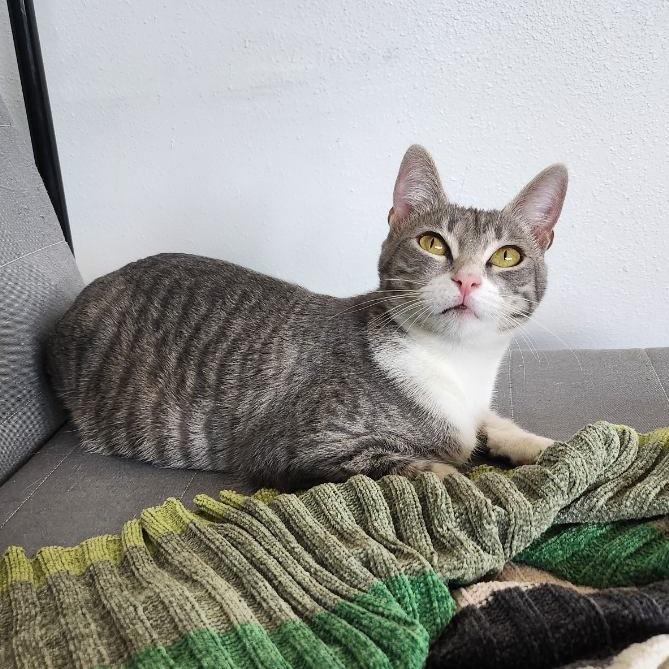 Enlarge Xena, a Adoptable Domestic Short Hair in Houston, TX image 3/6