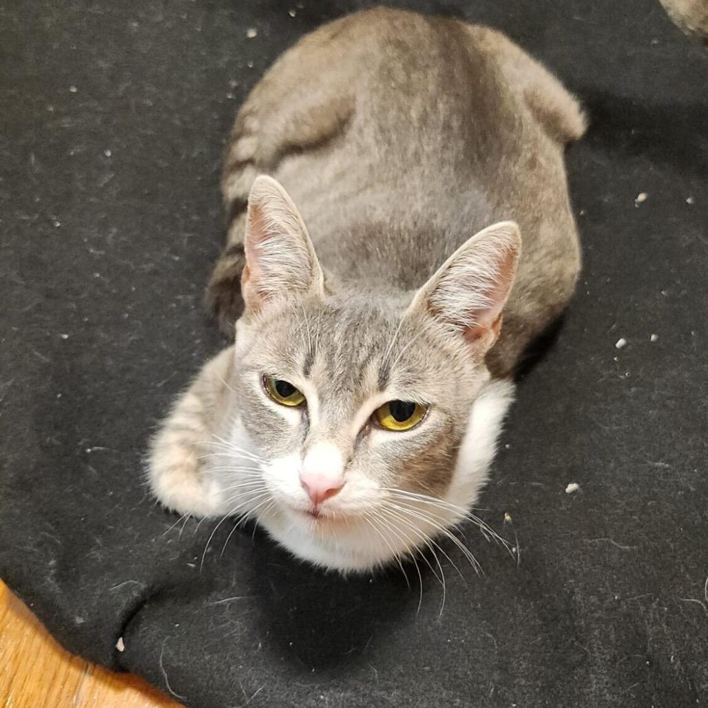 Enlarge Xena, a Adoptable Domestic Short Hair in Houston, TX image 2/4