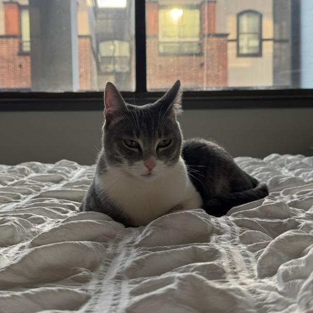 Enlarge Xena, a Adoptable Domestic Short Hair in Houston, TX image 4/6