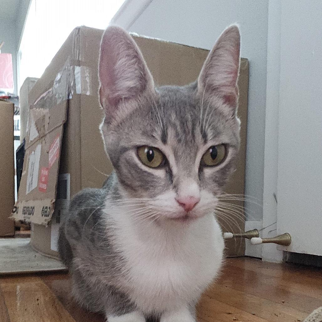 Enlarge Xena, a Adoptable Domestic Short Hair in Houston, TX image 3/4