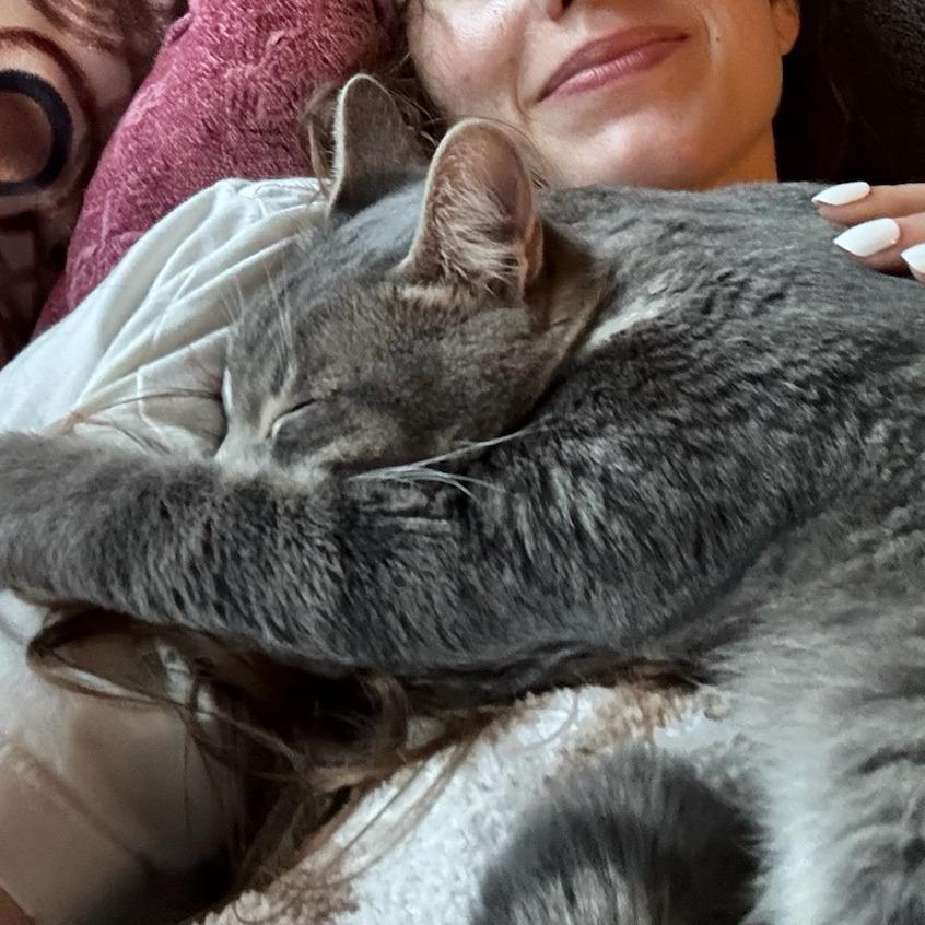 Enlarge Xena, a Adoptable Domestic Short Hair in Houston, TX image 5/6