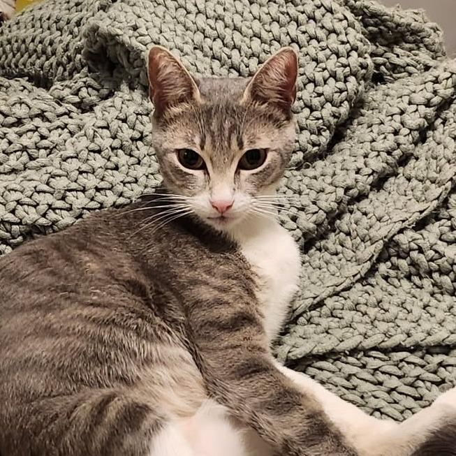 Enlarge Xena, a Adoptable Domestic Short Hair in Houston, TX image 6/6