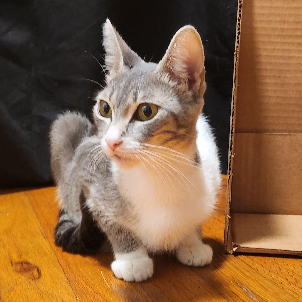 Enlarge Xena, a Adoptable Domestic Short Hair in Houston, TX image 4/4