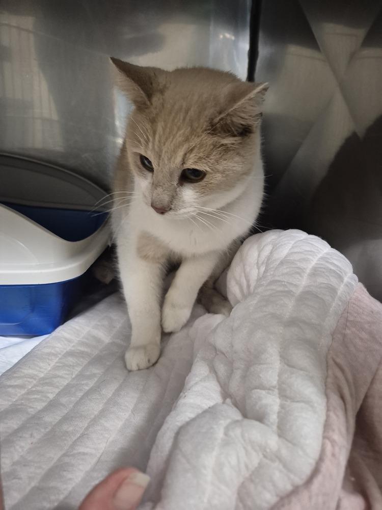 Enlarge Veronica, a Adoptable mixed breed in Linton, IN image 1/1