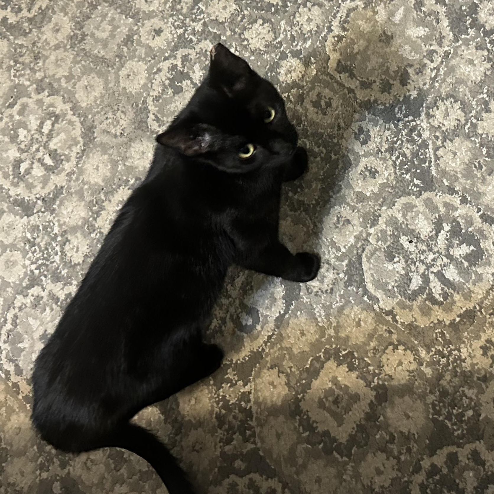 Sunshine aka Montage, a Adoptable Domestic Short Hair in Dallas, TX image 2/3