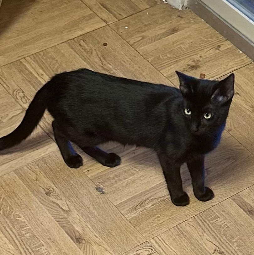 Sunshine aka Montage, Adoptable, Adult Female Domestic Short Hair.