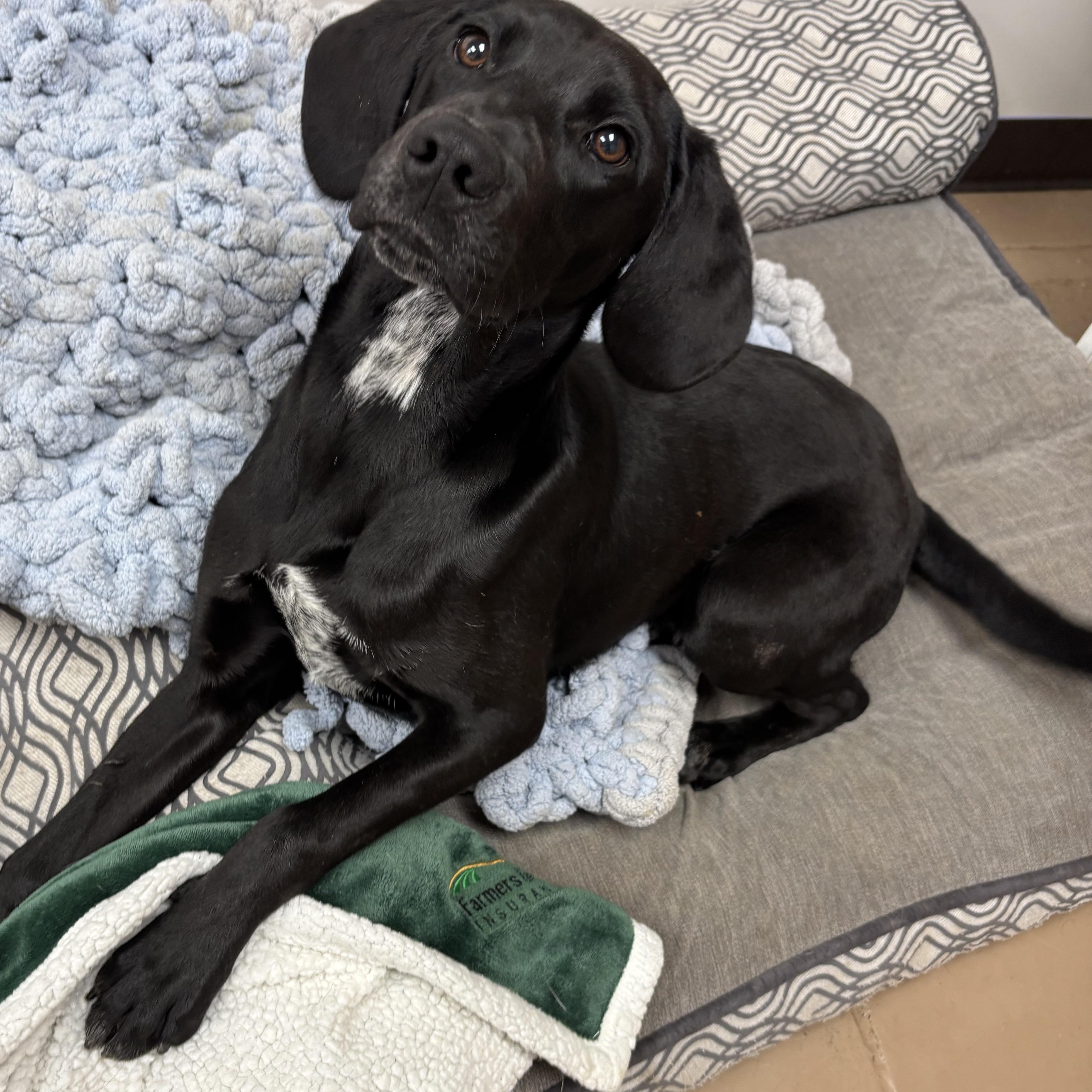 Barnacle, adopted, Young Male Black Labrador Retriever.