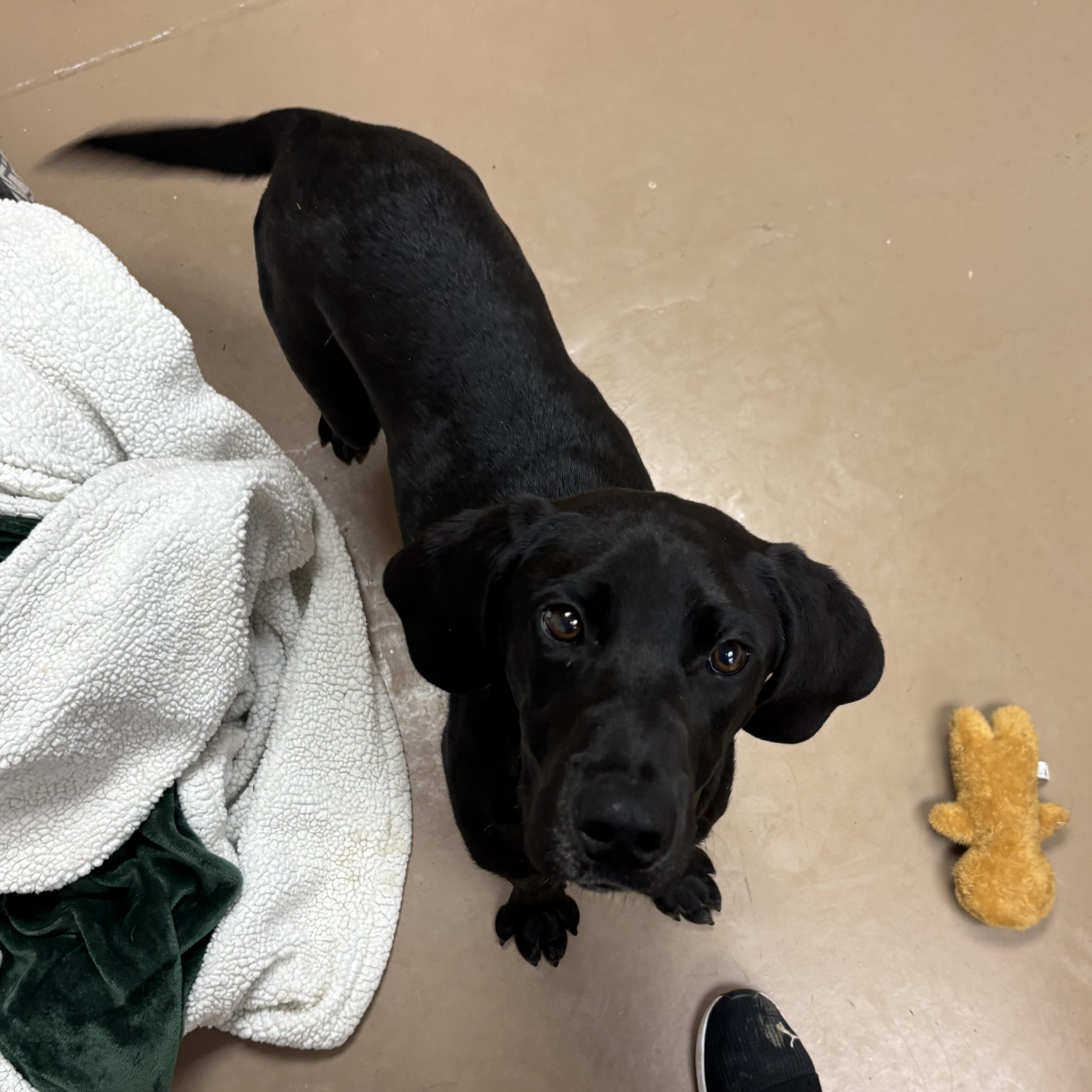 Barnacle, an adopted mixed breed in Jamestown, ND image 2/2