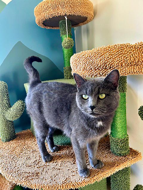 Enlarge Sly, a ADOPTABLE Domestic Short Hair in Pittsburgh, PA image 1/1