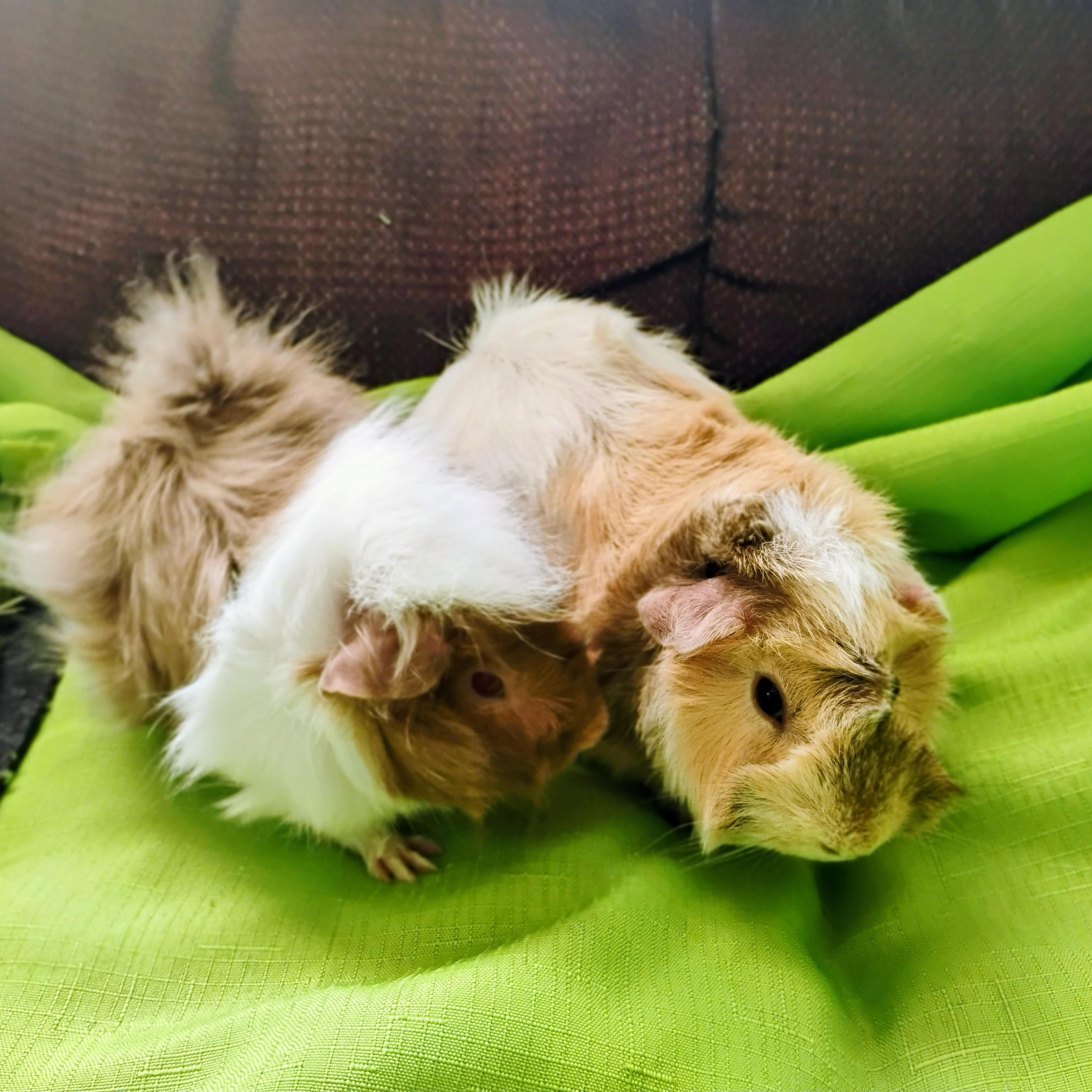 Pookie & Tootsie, a Adopted Abyssinian in San Antonio, TX image 1/3