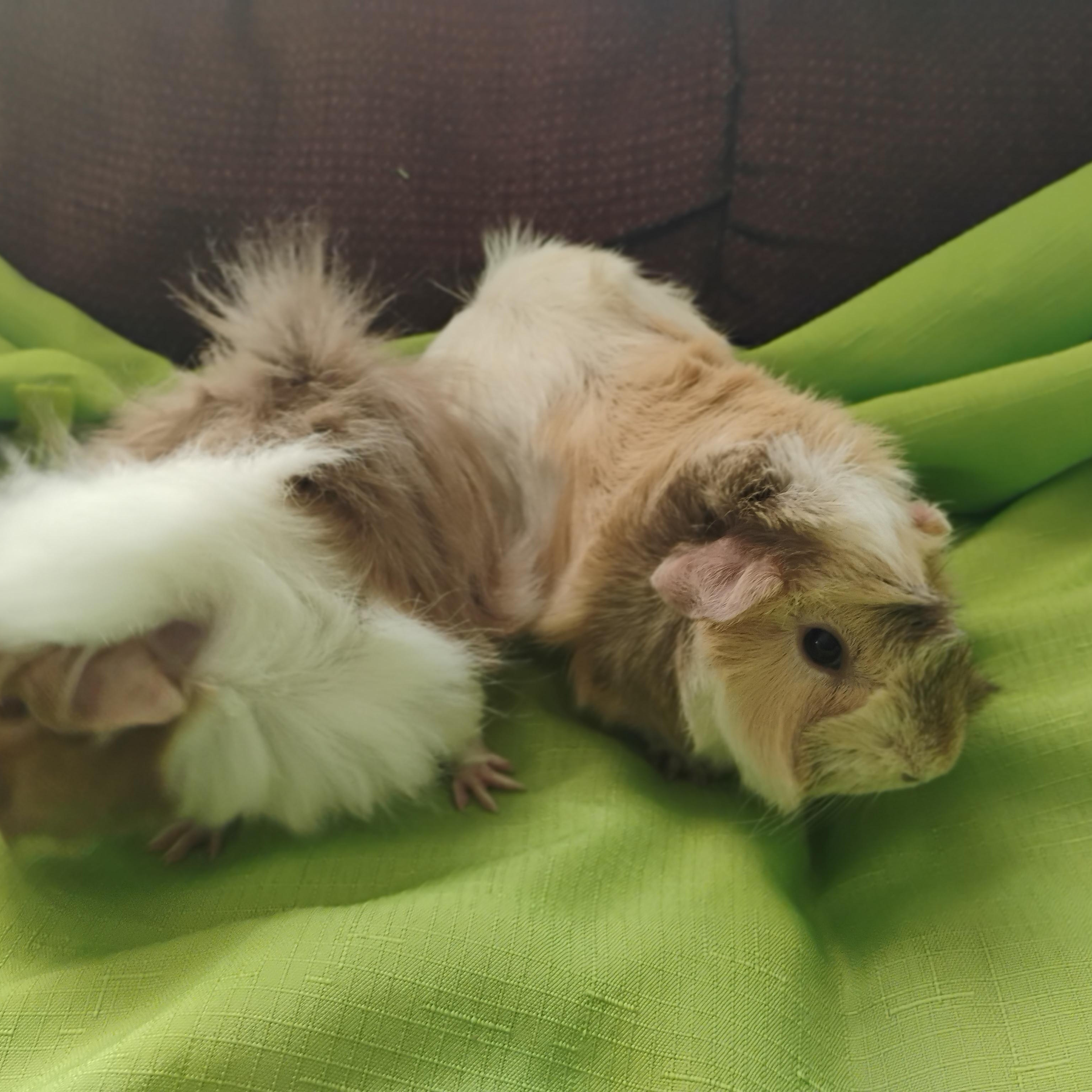 Pookie & Tootsie, a Adopted Abyssinian in San Antonio, TX image 2/3