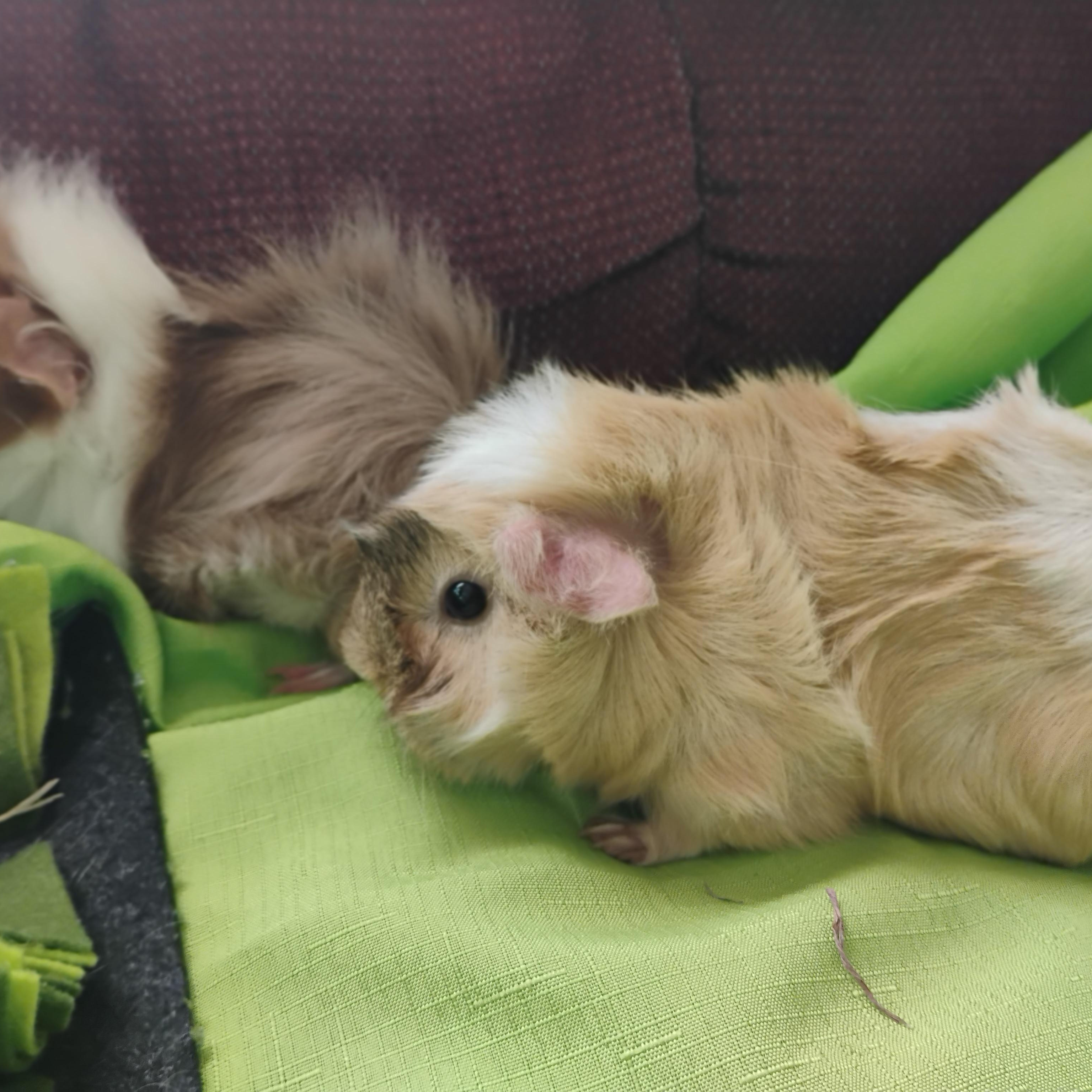Pookie & Tootsie, a Adopted Abyssinian in San Antonio, TX image 3/3
