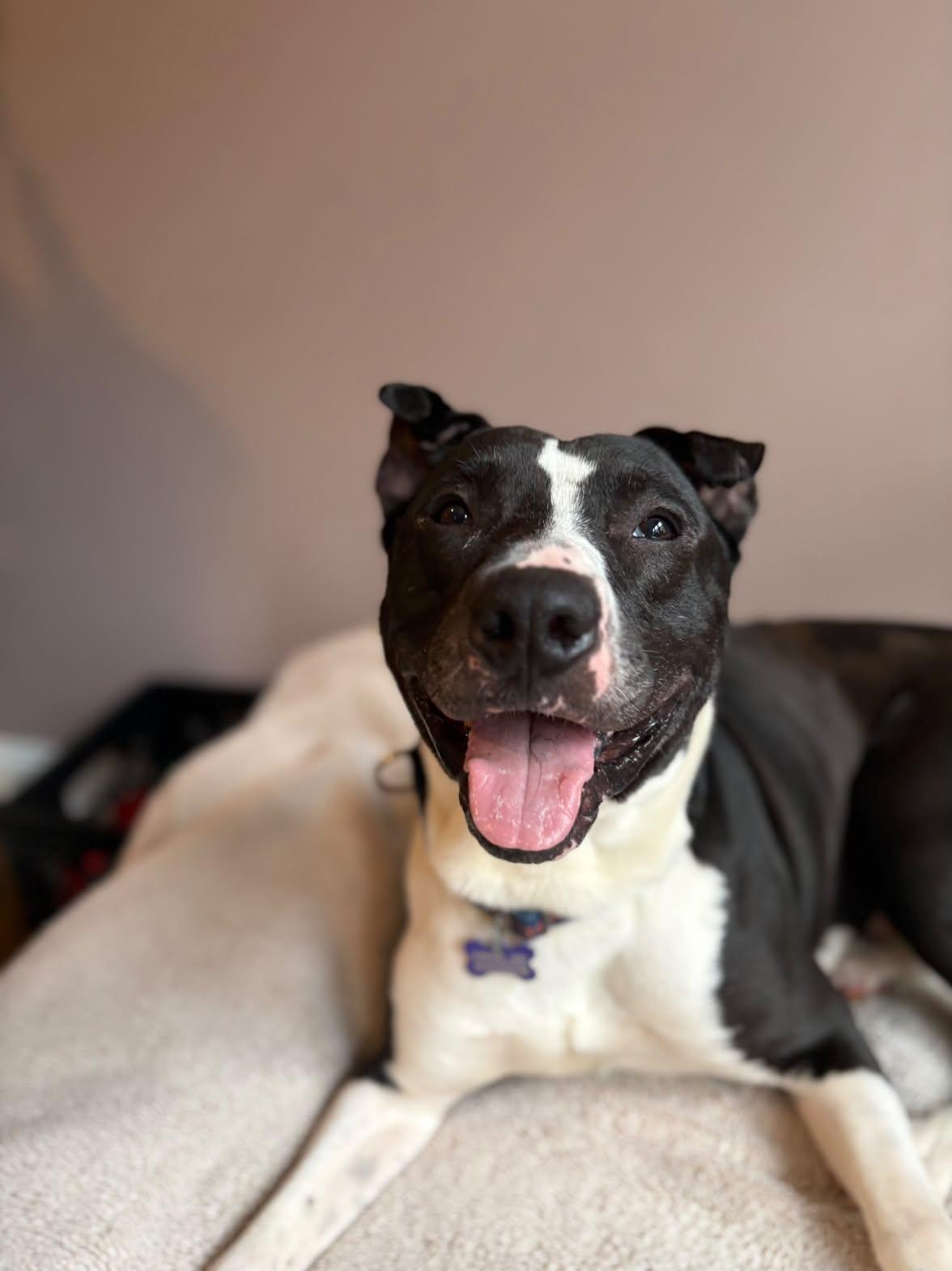 Enlarge Famous Dave, a Adoptable Mixed Breed in Evanston, IL image 1/6