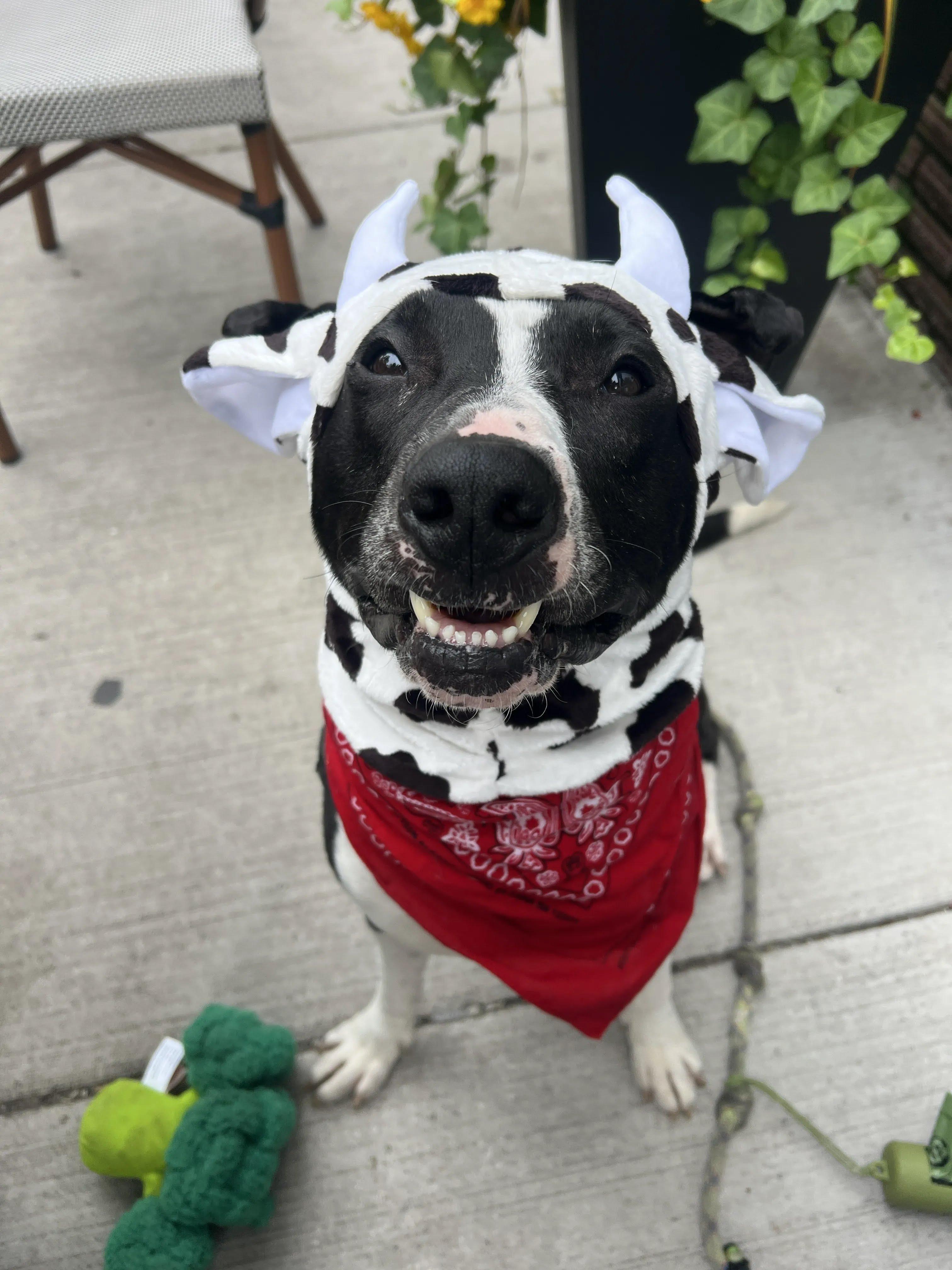 Enlarge Famous Dave, a Adoptable Mixed Breed in Evanston, IL image 3/6