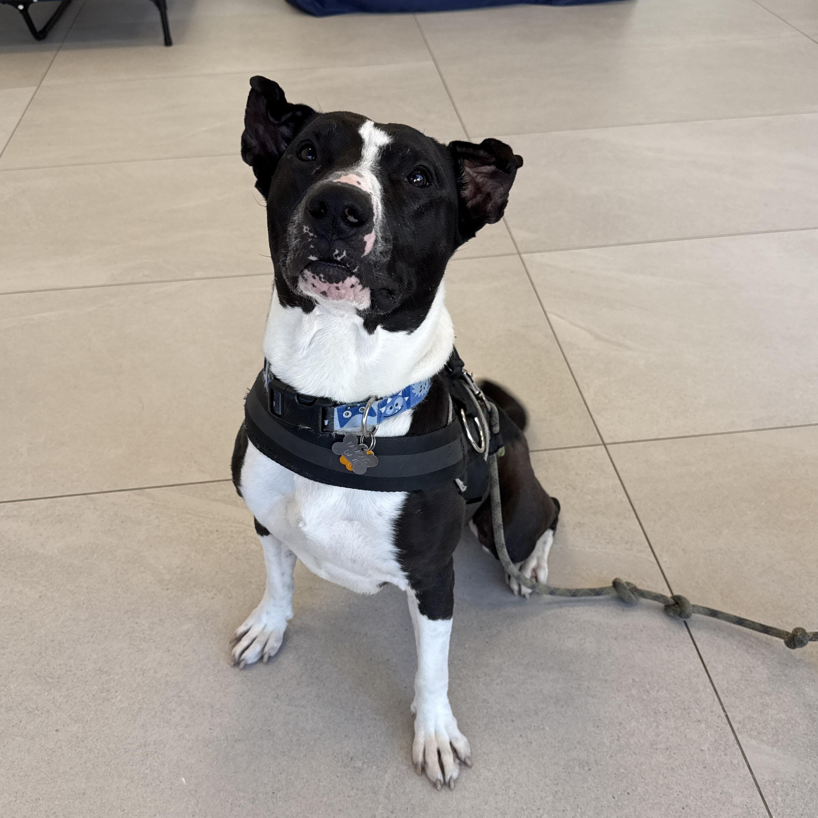 Enlarge Famous Dave, a Adoptable Mixed Breed in Evanston, IL image 2/6