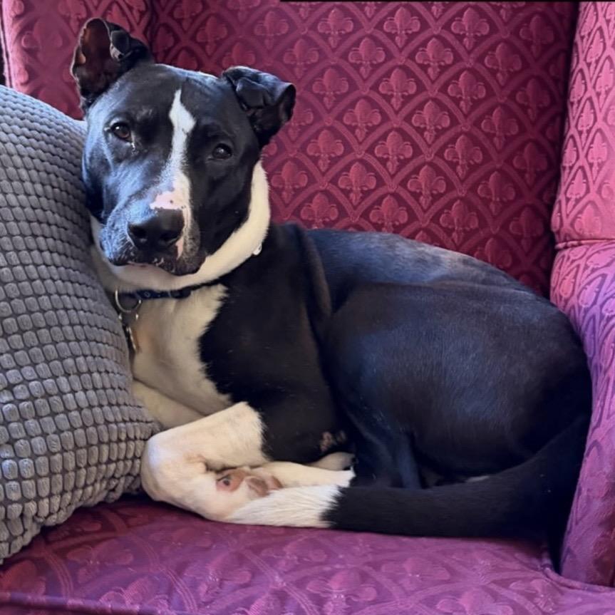 Enlarge Famous Dave, a Adoptable Mixed Breed in Evanston, IL image 4/6