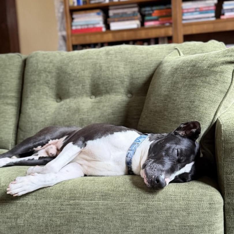 Enlarge Famous Dave, a Adoptable Mixed Breed in Evanston, IL image 5/6