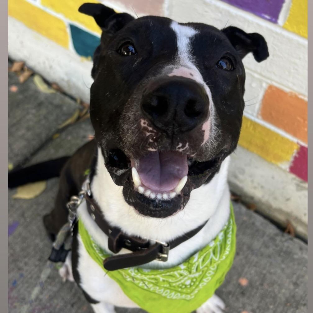 Enlarge Famous Dave, a Adoptable Mixed Breed in Evanston, IL image 6/6