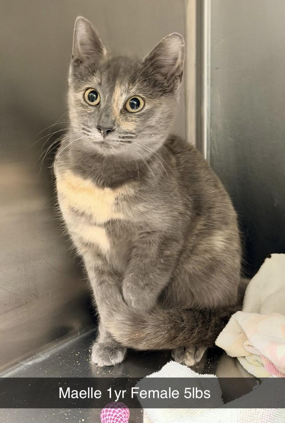 Enlarge Maelle - RESCUED!, a ADOPTABLE Domestic Short Hair in Amherst, VA image 1/1