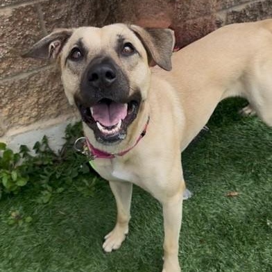 Dory, a Adoptable mixed breed in Quincy, IL image 1/3