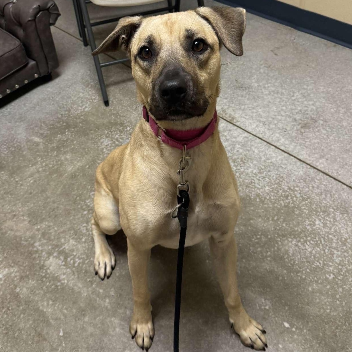 Dory, a Adoptable mixed breed in Quincy, IL image 3/3