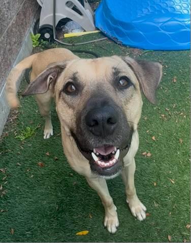 Dory, a Adoptable mixed breed in Quincy, IL image 2/3