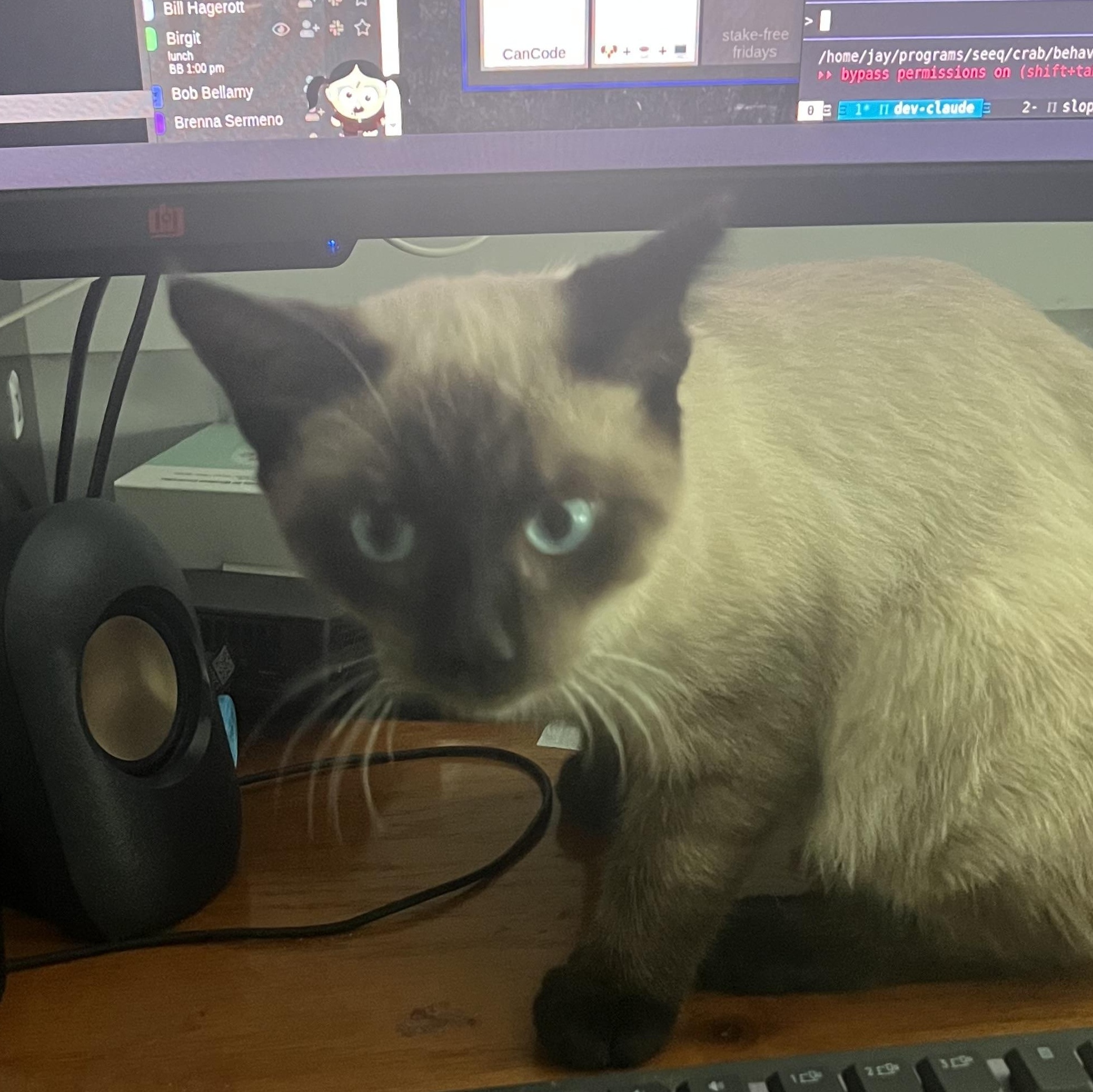 Simon, a Adopted mixed breed in Bridgeton, NC image 4/5