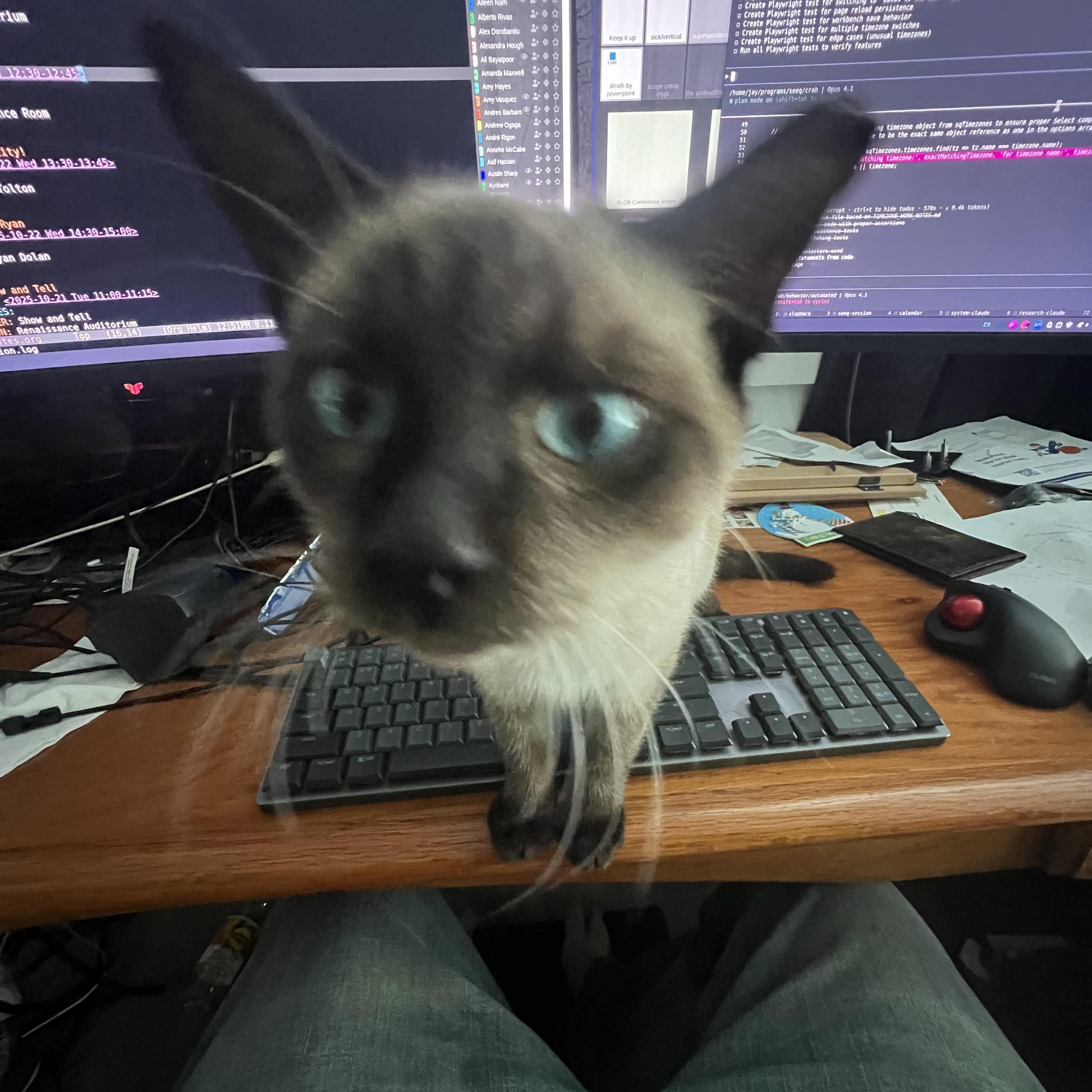 Simon, Adopted, Young Male Siamese.