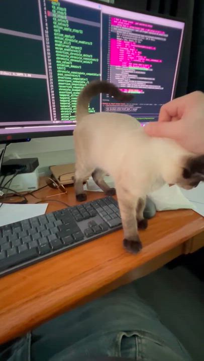 Enlarge Simon, a Adopted mixed breed in Bridgeton, NC video 5/5