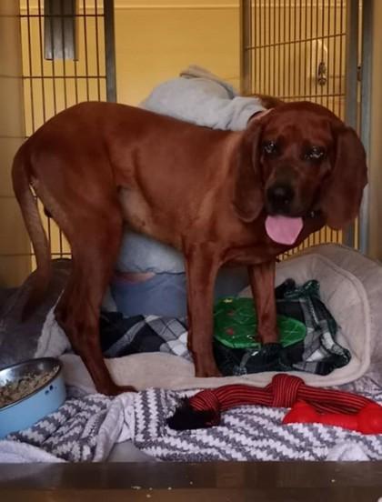 Ned, Adoptable, Adult Male Coonhound & Redbone Coonhound.