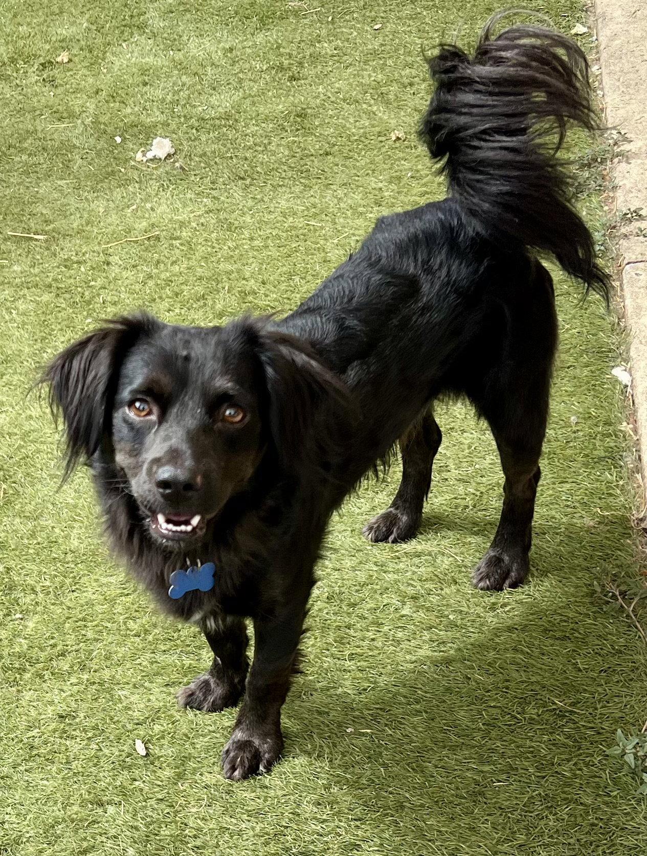 Enlarge Sparky, a Adoptable mixed breed in Orange, CA image 1/1
