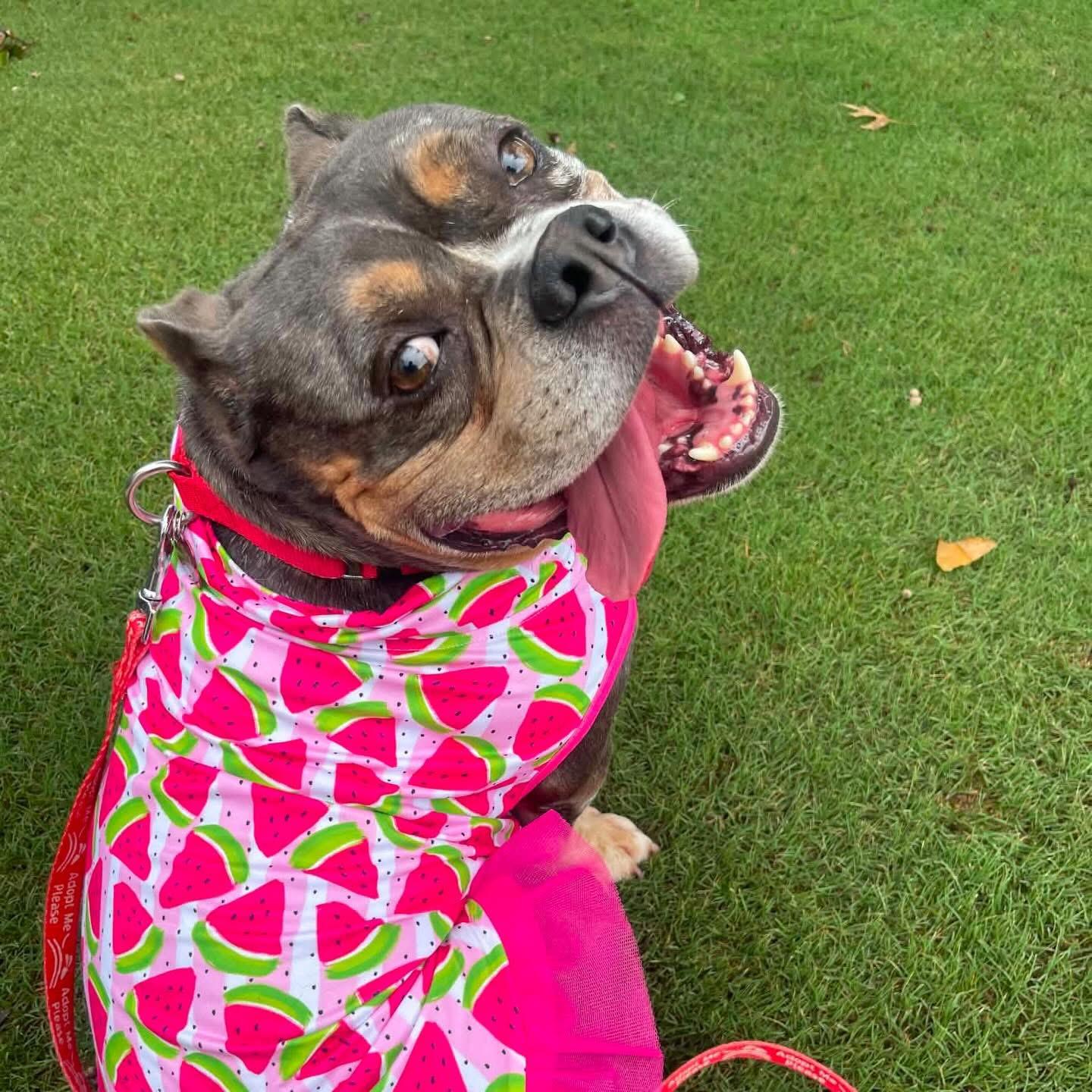 Enlarge Virgo, a Adoptable mixed breed in Atlanta, GA image 3/6