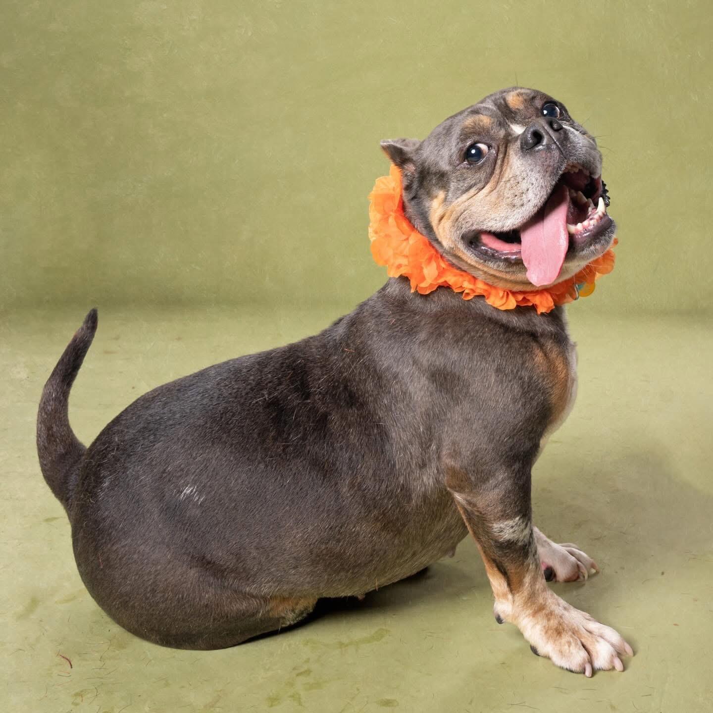 Enlarge Virgo, a Adoptable mixed breed in Atlanta, GA image 6/6